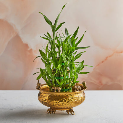 Handcrafted Brass Planter | Urali | Small or Medium