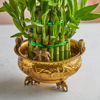 Handcrafted Brass Planter | Urali | Small or Medium